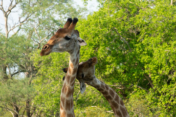 Girafe, Giraffa Camelopardalis, Parc national Kruger, Afrique du Sud