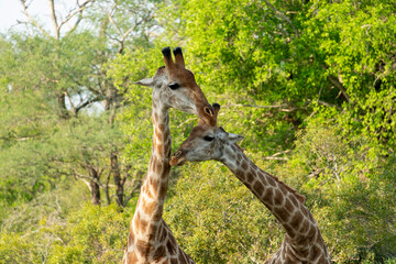 Girafe, Giraffa Camelopardalis, Parc national Kruger, Afrique du Sud