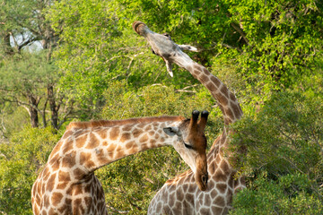 Girafe, Giraffa Camelopardalis, Parc national Kruger, Afrique du Sud