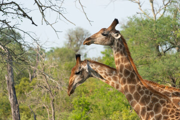 Obraz premium Girafe, Giraffa Camelopardalis, Parc national Kruger, Afrique du Sud