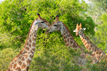 Girafe, Giraffa Camelopardalis, Parc national Kruger, Afrique du Sud