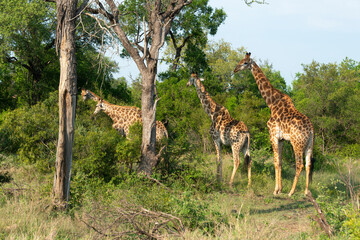 Girafe, Giraffa Camelopardalis, Parc national Kruger, Afrique du Sud