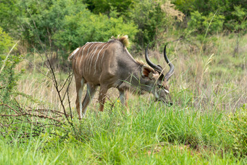 Grand koudou, Tragelaphus strepsiceros, mâle, Parc national Kruger, Afrique du Sud