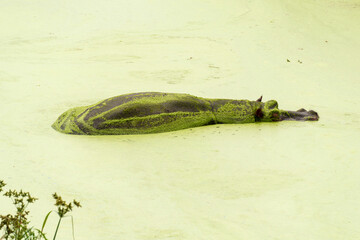 Hippopotame ,Lentille d'eau, Lemna minor, Hippopotamus amphibius, Afrique du Sud