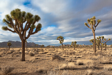 joshua tree national park