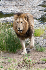 portrait of a lion