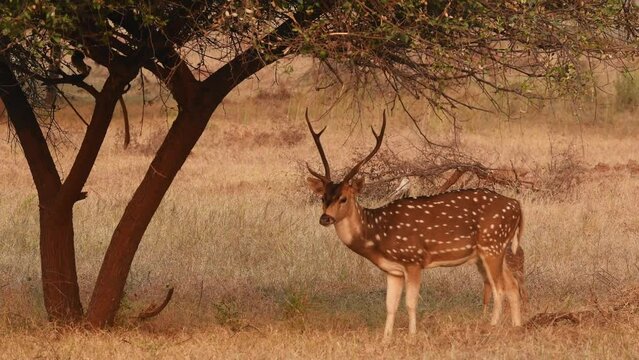 full shot of father male spotted deer and fawn or chital or axis deer or axis axis grazing grass in winter safari at panna national park tiger reserve forest madhya pradesh india asia