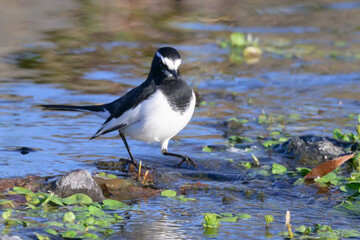 Japanese wagtail play in the river