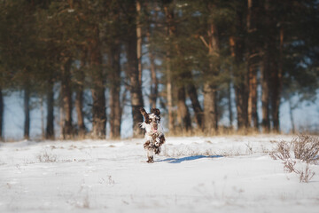 english springer spaniel portrait in the winter . dog outdoors in the snow	
