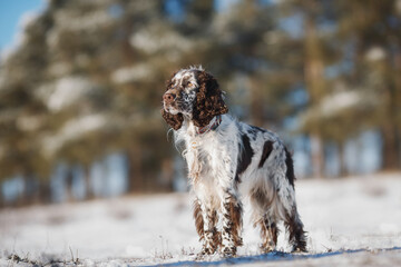 english springer spaniel portrait in the winter . dog outdoors in the snow	
