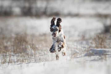 english springer spaniel portrait in the winter . dog outdoors in the snow	
