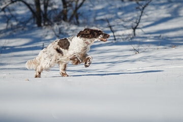 english springer spaniel portrait in the winter . dog outdoors in the snow	
