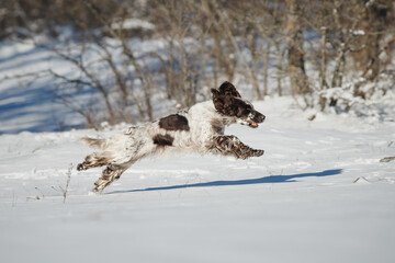 english springer spaniel portrait in the winter . dog outdoors in the snow	
