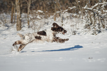 Fototapeta na wymiar english springer spaniel portrait in the winter . dog outdoors in the snow 