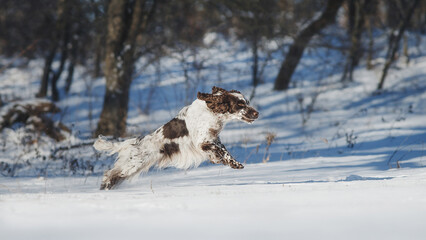 english springer spaniel portrait in the winter . dog outdoors in the snow	
