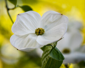 Obraz premium White dogwood flowers (genus Cornus) against yellow backgound with green leaves and yellow and green center, viewed from above- spring concept