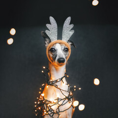 Beautiful Whippet Dog wearing Reindeer Antlers in beige and silver colors, decorated with Christmas string lights in warm white. Great background for banner, invitation, wallpaper, greeting card.