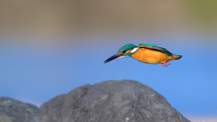 Common Kingfisher dive
