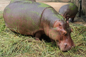Biggest hippopotomus in the national zoo of Bangladesh