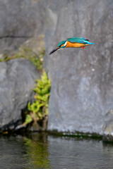 Common Kingfisher jumping into water