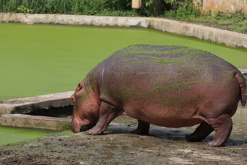 Biggest hippopotomus in the zoo of Bengal.