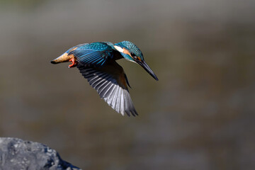 Common Kingfisher hovering