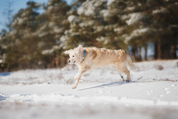 Fototapeta na wymiar golden retriever dog in the snow. dog in winter 