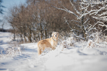 golden retriever dog in the snow. dog in winter	