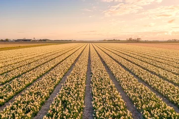 Fotobehang Field of yellow hyacinths in The Netherlands during spring at sunset. © Alex de Haas