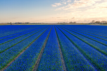 Field of blue tulips in The Netherlands during spring.
