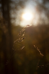 Herbst im Wald