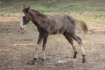 Obraz premium Gray Baby hourse is plarying in the zoo.