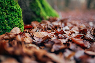 Beautiful green moss