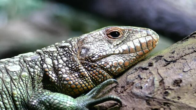 A Frilled Lizard sitting on a log.