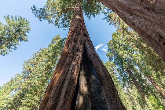 Mammutb&auml;ume im Sequoia National Park, USA