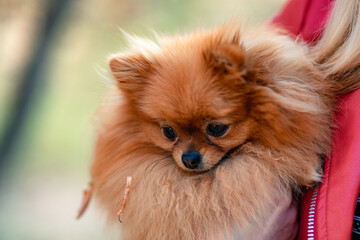 Pomeranian holding hands. A young woman holds a Pomeranian mini-pomeranian in her arms while walking through an autumn park. A woman wearing a red jacket and a black T-shirt.