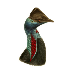 Realistic botanical illustration bird, isolated