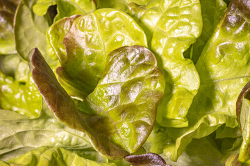 salat vegan vegetarisch  gesund bio ernährung homefarming  landwirtschaft wochenmarkt balttsalat   sommersalate aus dem beet  sommersalat bio