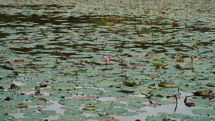 lilies on the river