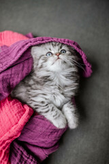 Katzenbaby, silver tabby Britisch Langhaar Kätzchen auf Sofa, Viva Magenta,