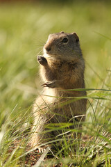 Uinta ground squirrel (Urocitellus armatus), Grand Teton National Park, Wyoming
