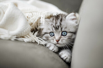 Kätzchen auf Sofa, Decke, Katze, langhaarig © Jana Weichelt