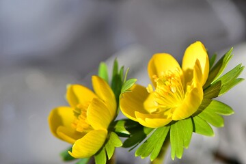 Jeden z najwcześniejszych kwiatów wiosny,  rannik zimowy (Eranthis hyemalis). W tle topniejący śnieg. Płytka głębia ostrości - obrazy, fototapety, plakaty