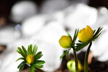 Jeden z najwcześniejszych kwiatów wiosny, rannik zimowy (Eranthis hyemalis). Rozwijające się do słońca pąki, w tle topniejący śnieg. Płytka głębia ostrości