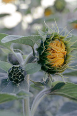 close up of a flower