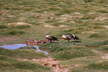 Pair of ducks, Puna Argentina