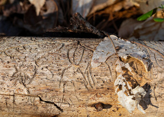 Log Shows Signs of Attack © Charles Floyd
