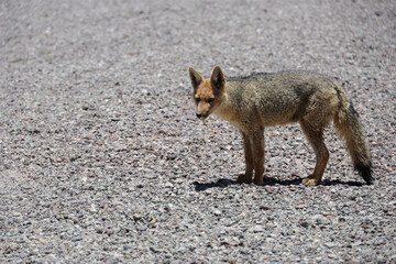 Fox in the Puna Argentina, Catamarca