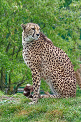 Cheetah