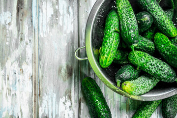 Fresh cucumbers in the colander.